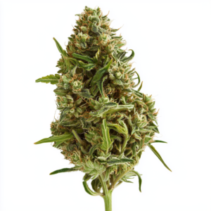 willy wonka weed